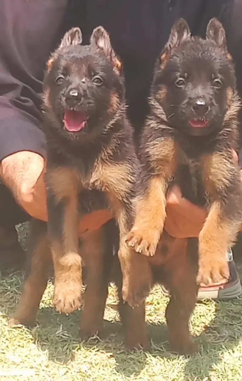 pure garman Shepard long caot show quality puppies — photo 4