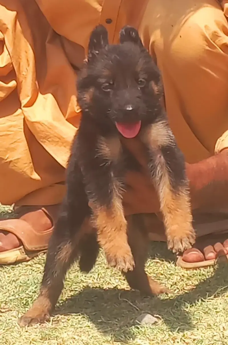 pure garman Shepard long caot show quality puppies — photo 6