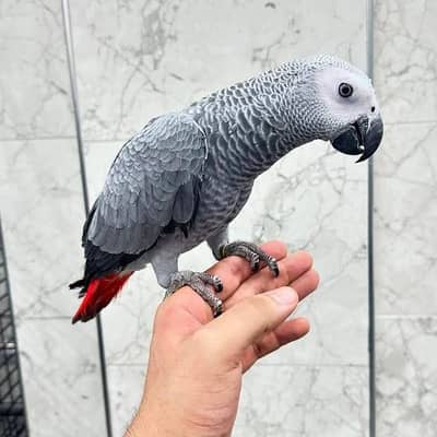 African Grey parrot available | Healthy | active parrot