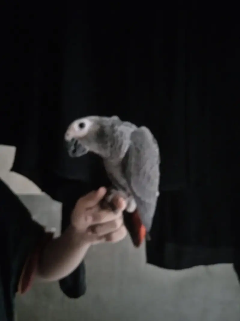 African Grey parrot available | Healthy | active parrot — photo 3
