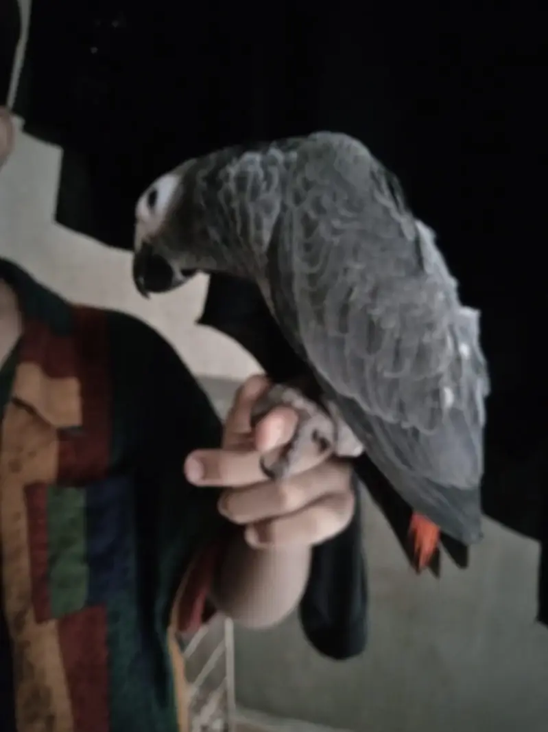 African Grey parrot available | Healthy | active parrot — photo 4