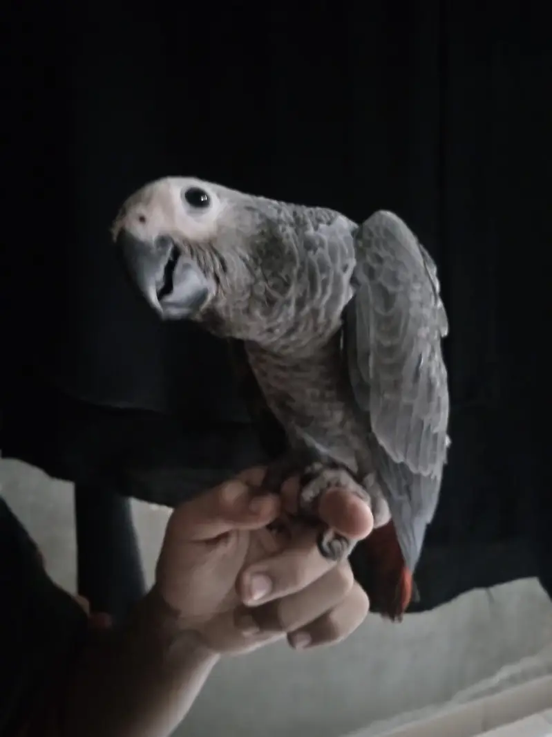 African Grey parrot available | Healthy | active parrot — photo 5