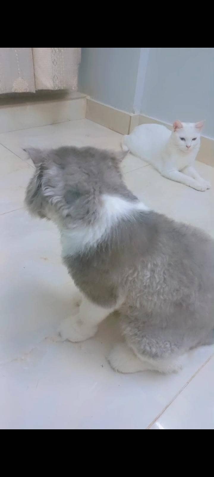 Breading pairs 3