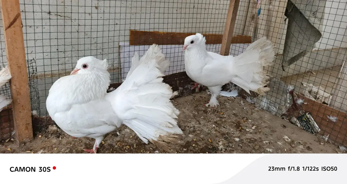 laka pair for sail — photo 2