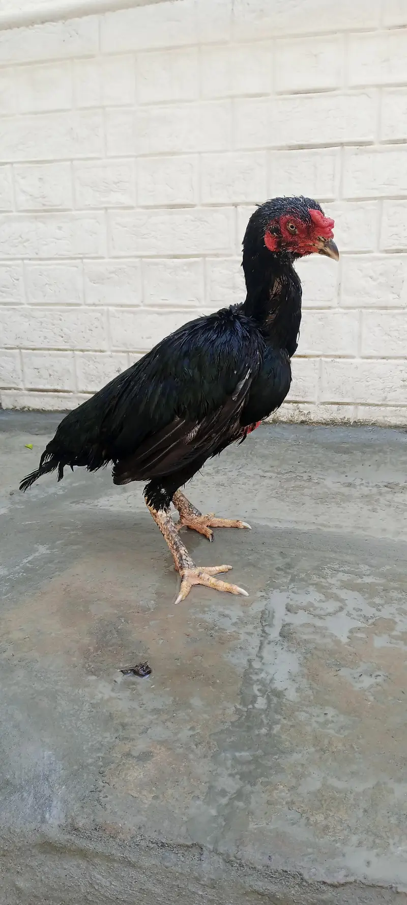 Pakistani + vaitnam chicks — photo 2