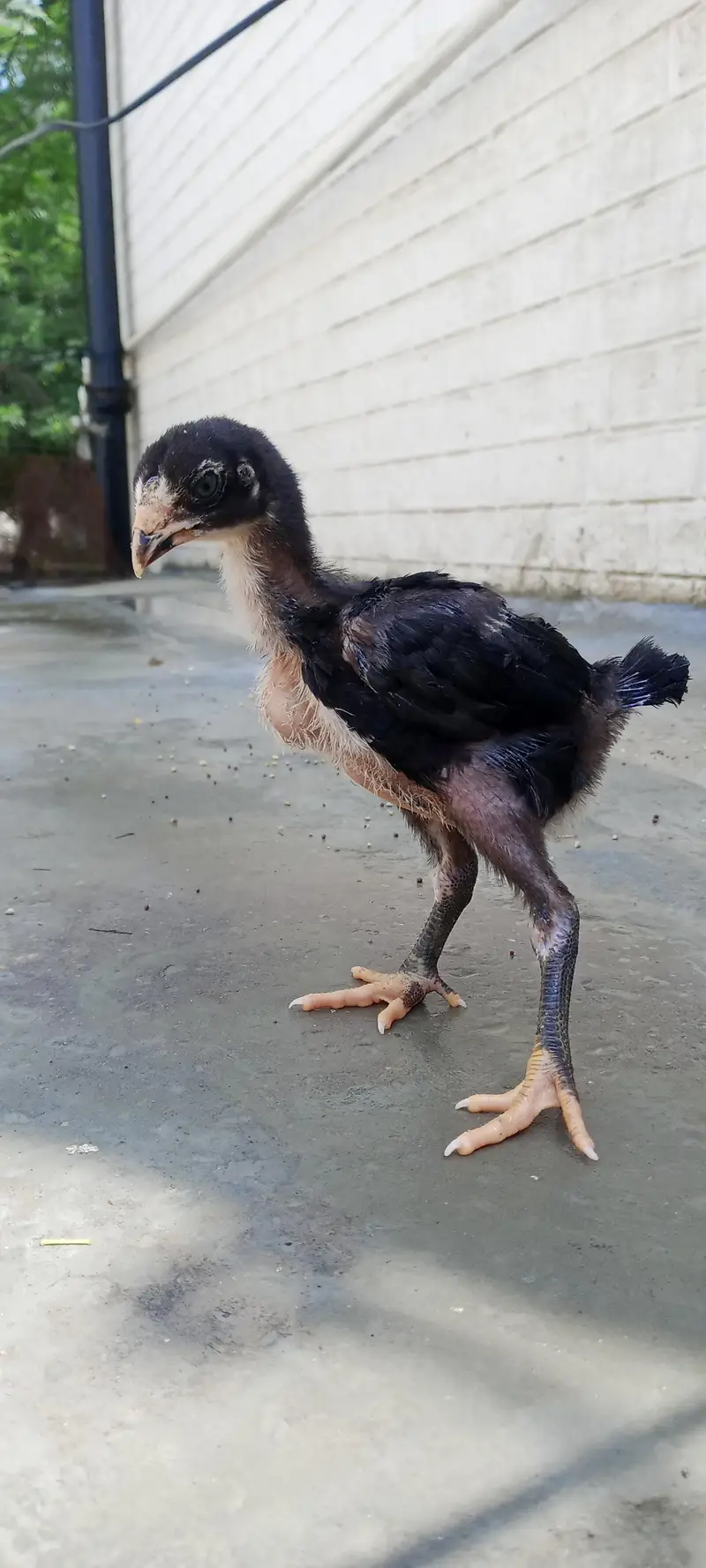 Pakistani + vaitnam chicks — photo 4