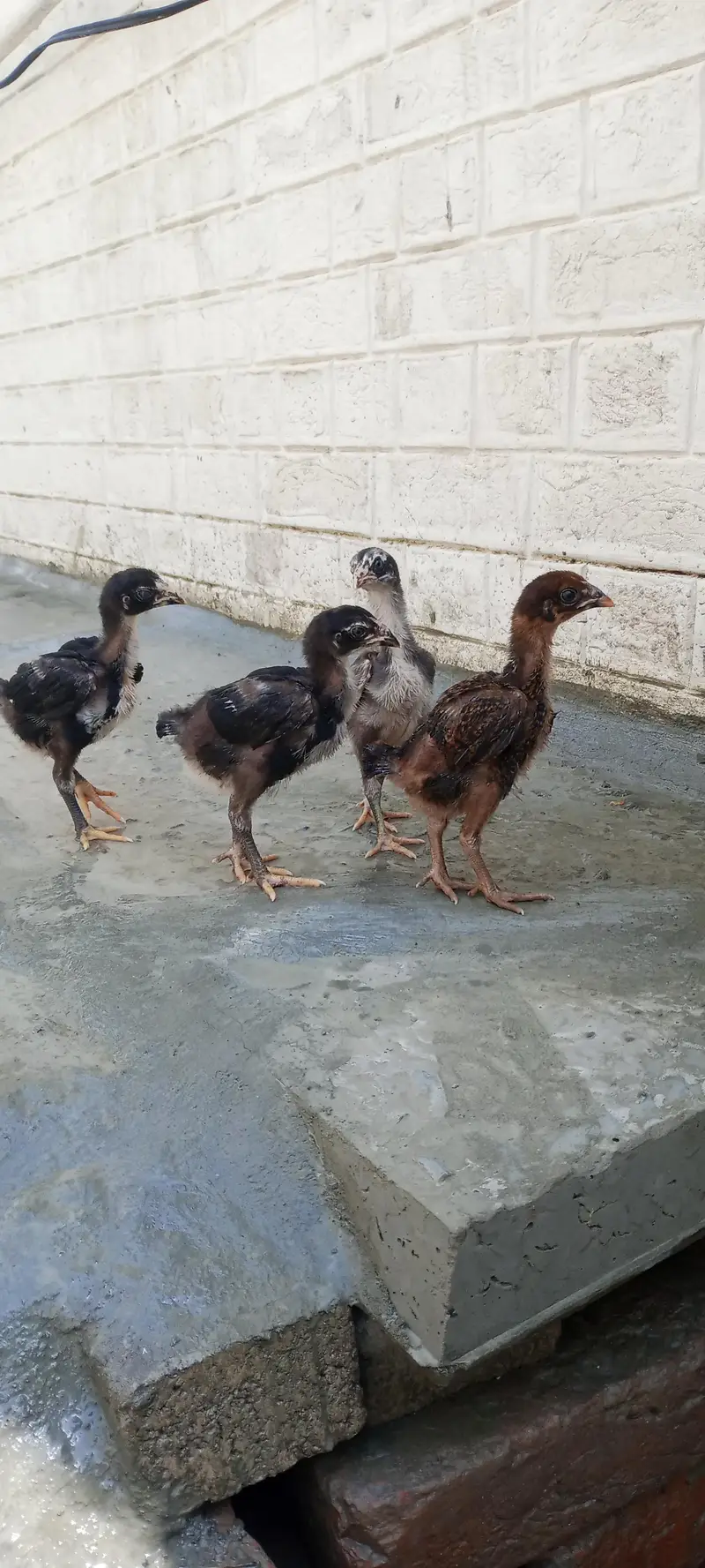 Pakistani + vaitnam chicks — photo 6
