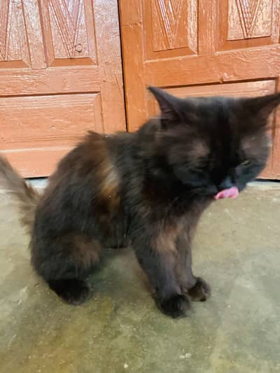 Beautiful 2 persion cats  females