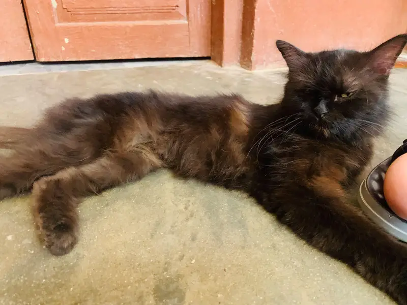 Beautiful 2 persion cats  females — photo 2