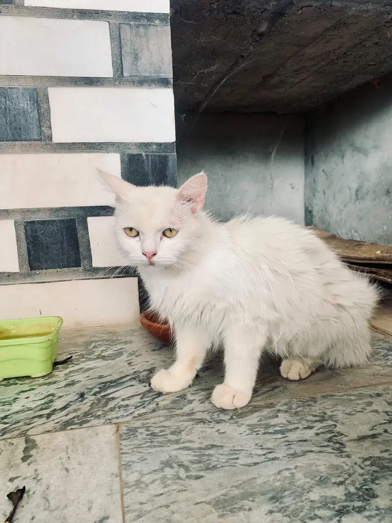 Beautiful 2 persion cats  females — photo 3