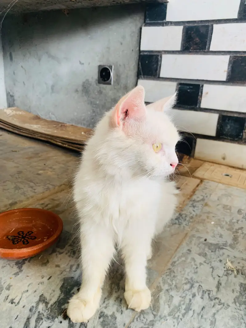 Beautiful 2 persion cats  females — photo 4