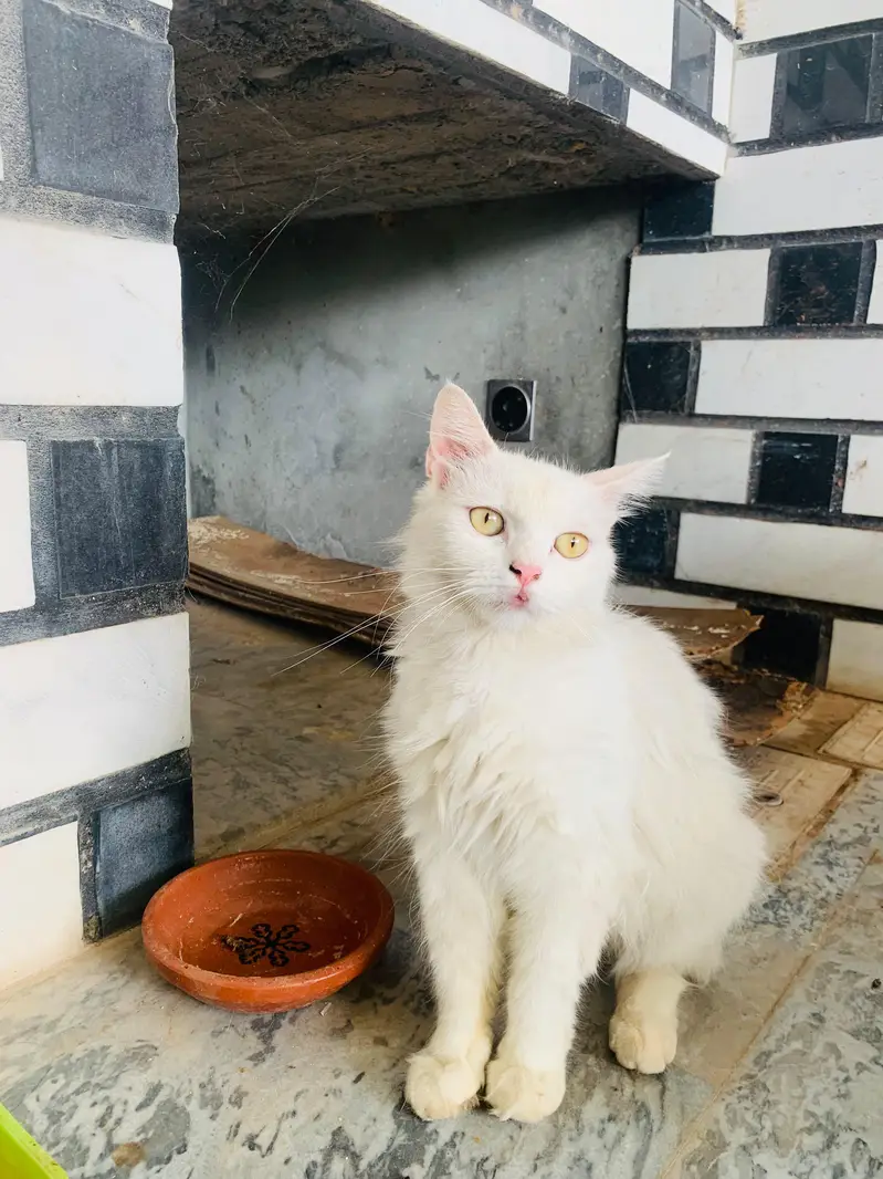 Beautiful 2 persion cats  females — photo 5