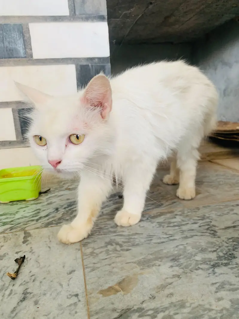 Beautiful 2 persion cats  females — photo 6