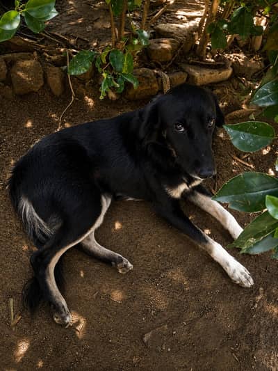 bakarwal dog for sell .