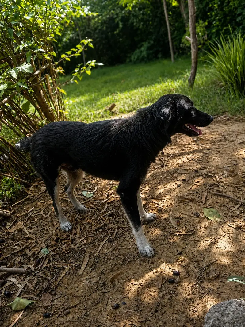 bakarwal dog for sell . — photo 3