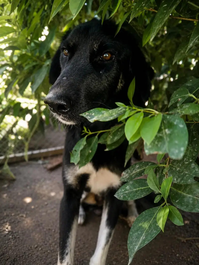 bakarwal dog for sell . — photo 5