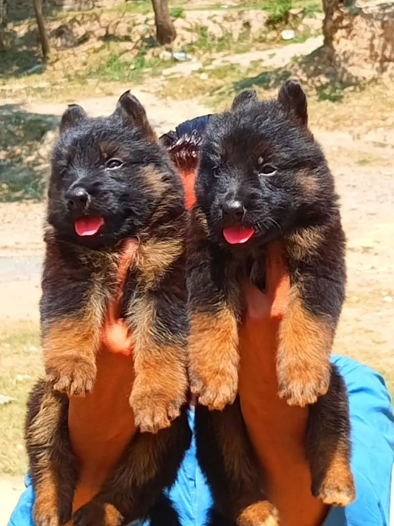 German Shepherd | Puppy | Long Coat | puppies | Dog For Sale | GSD — photo 2