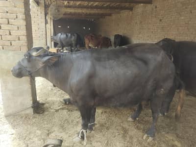 chotti abi cross kraii hy teesra sua hy peak lactation milk 14kg