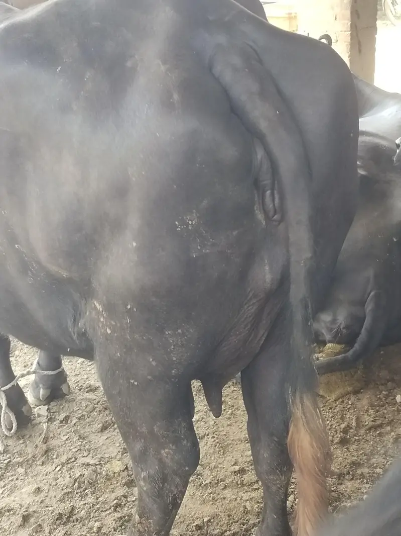 chotti abi cross kraii hy teesra sua hy peak lactation milk 14kg — photo 2