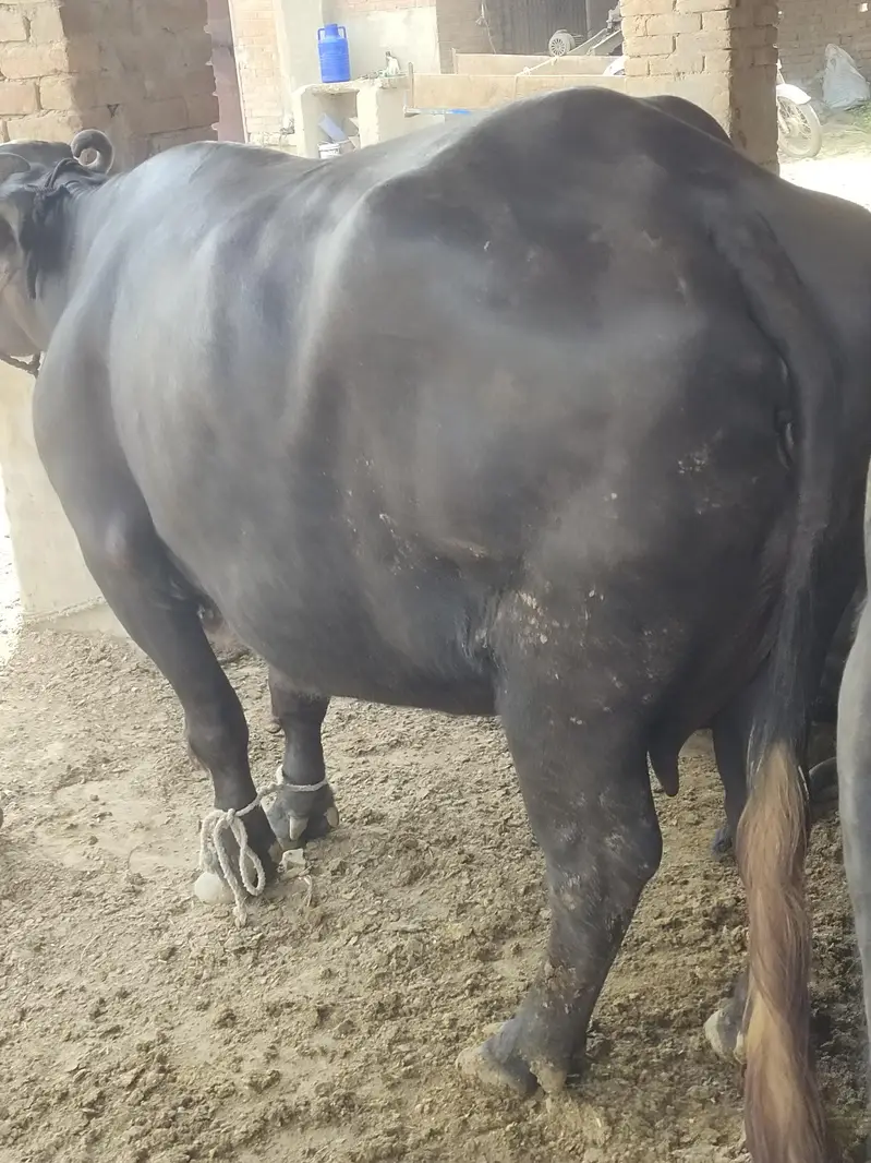 chotti abi cross kraii hy teesra sua hy peak lactation milk 14kg — photo 3