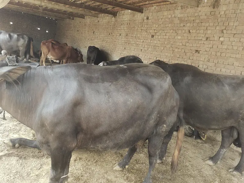 chotti abi cross kraii hy teesra sua hy peak lactation milk 14kg — photo 4