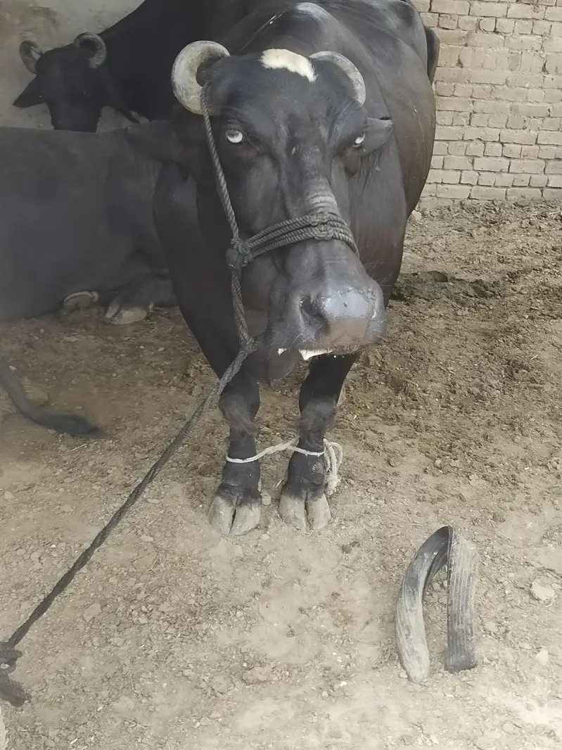 chotti abi cross kraii hy teesra sua hy peak lactation milk 14kg — photo 5