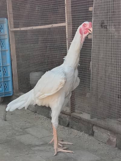 o shamo full active murgh hai Grace full