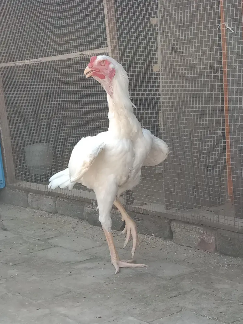 o shamo full active murgh hai Grace full — photo 2