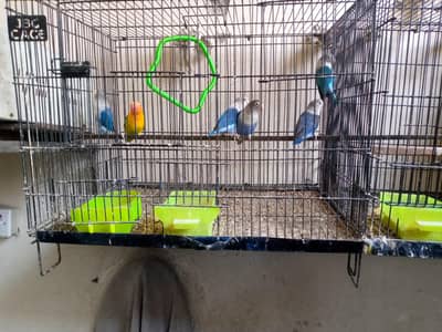 love birds