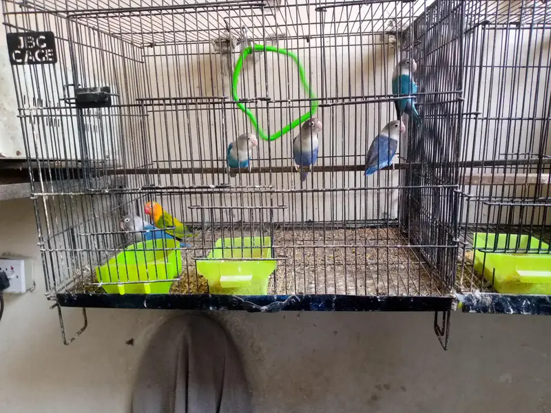 love birds — photo 2