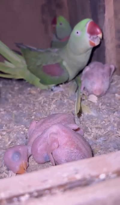 Raw parrots breader pair for sale