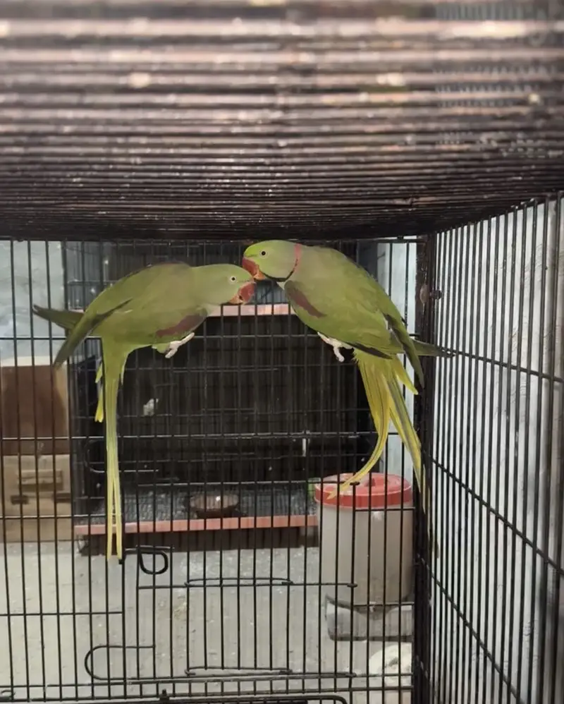 Raw parrots breader pair for sale — photo 2