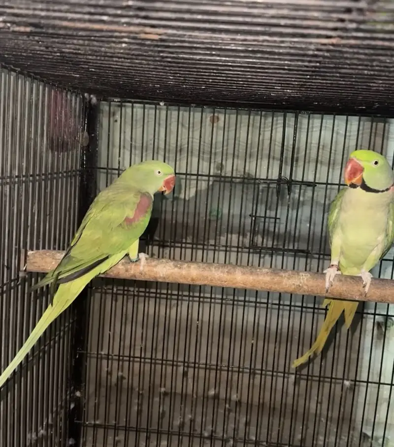 Raw parrots breader pair for sale — photo 3