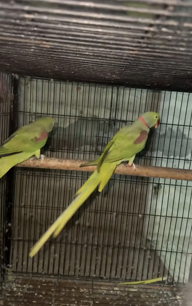 Raw parrots breader pair for sale — photo 4