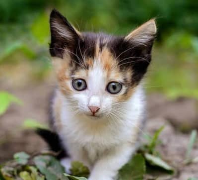 miks color prison kittan for sale 03489375822 wtsp