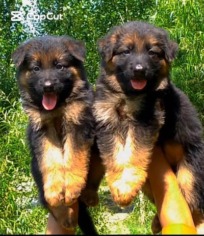German Shepherd pair Long Coat | puppies | Dog For Sale | GSD