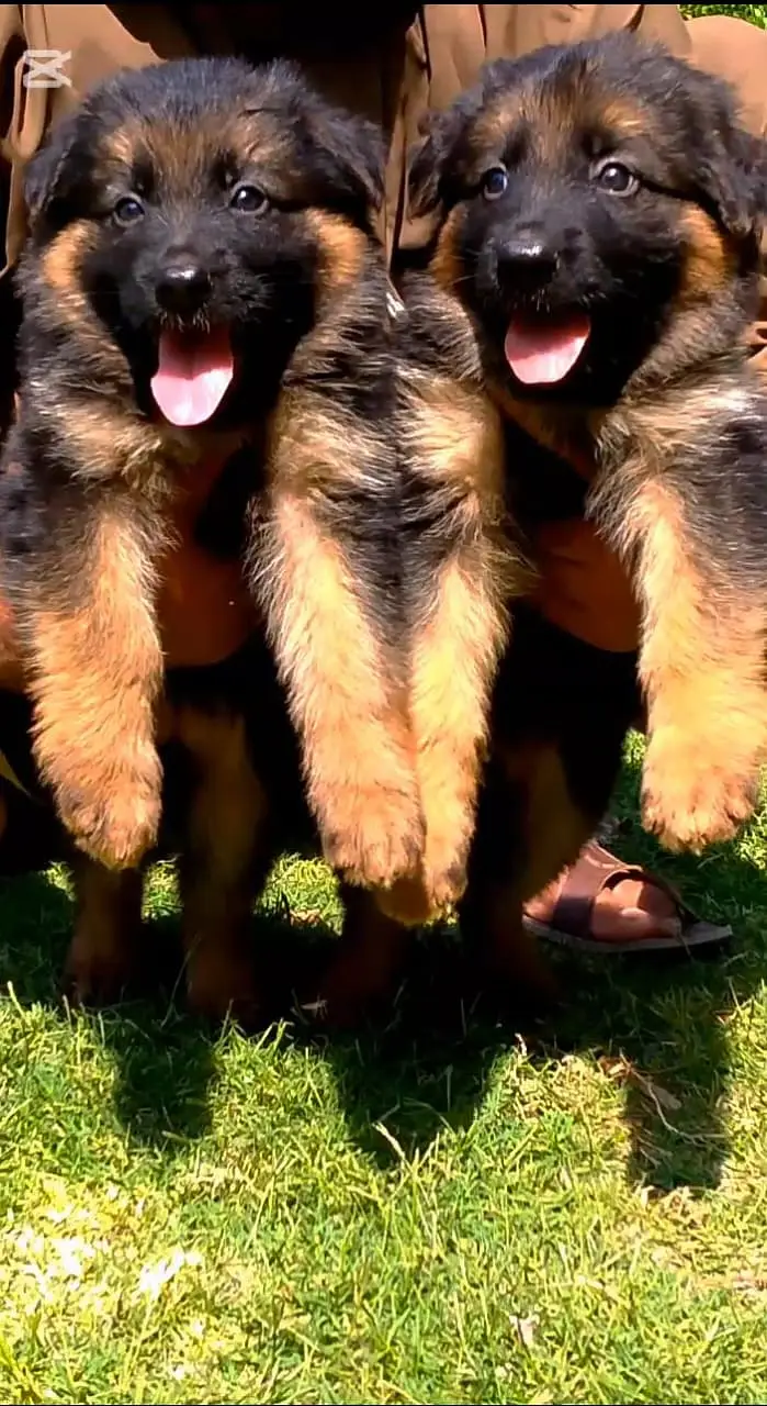 German Shepherd pair Long Coat | puppies | Dog For Sale | GSD — photo 2