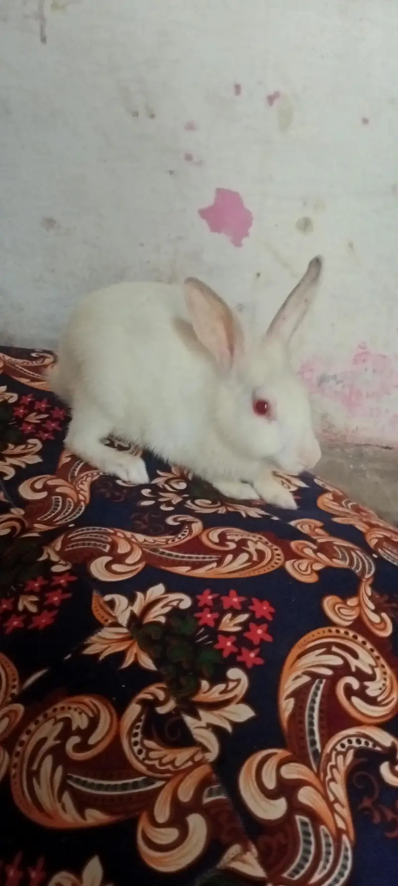 red eye rabbit