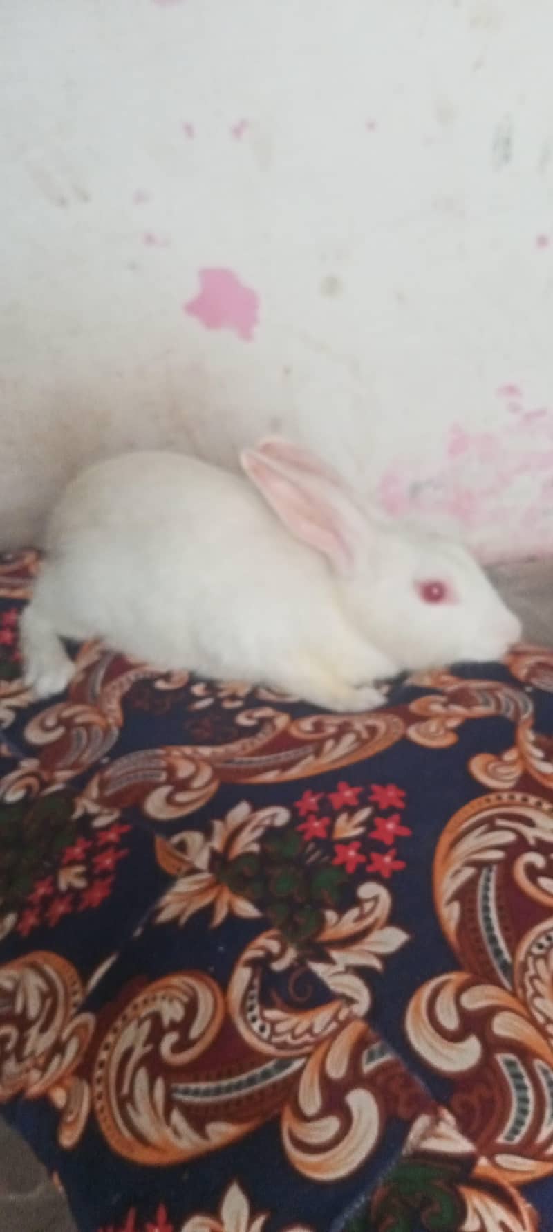 red eye rabbit 1