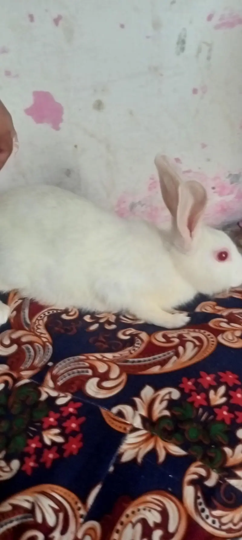 red eye rabbit — photo 3