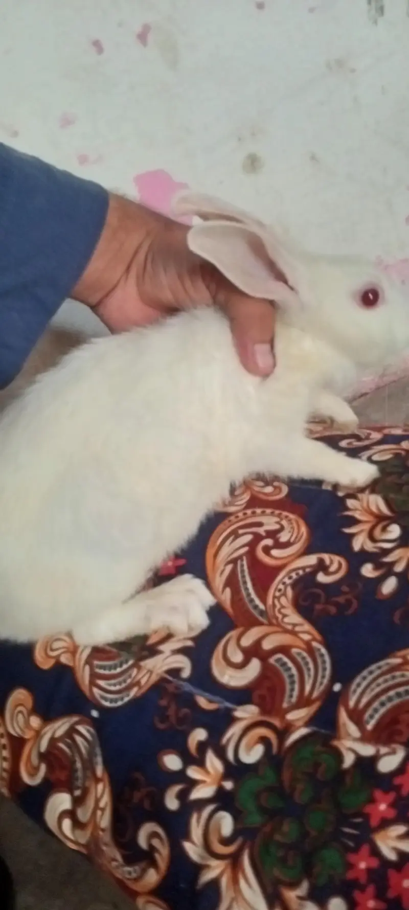 red eye rabbit — photo 4