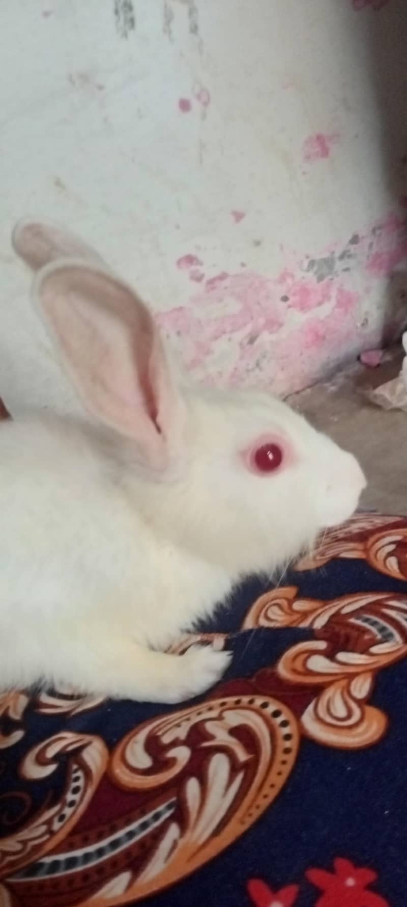 red eye rabbit 4