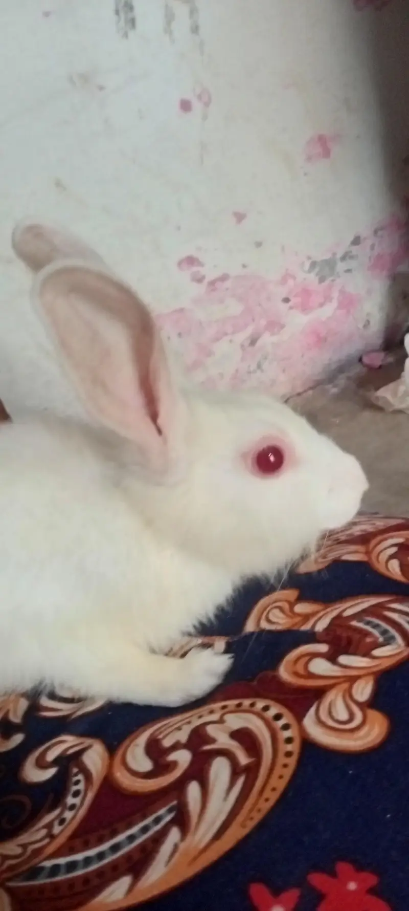 red eye rabbit — photo 5