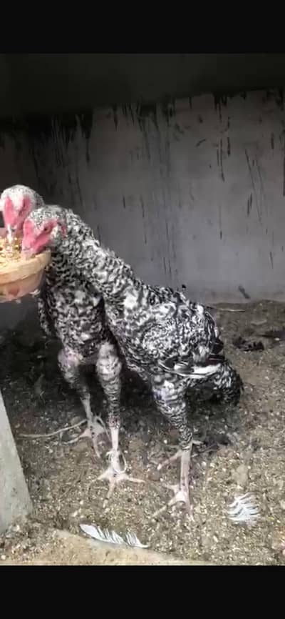 Coco Aseel male for sale