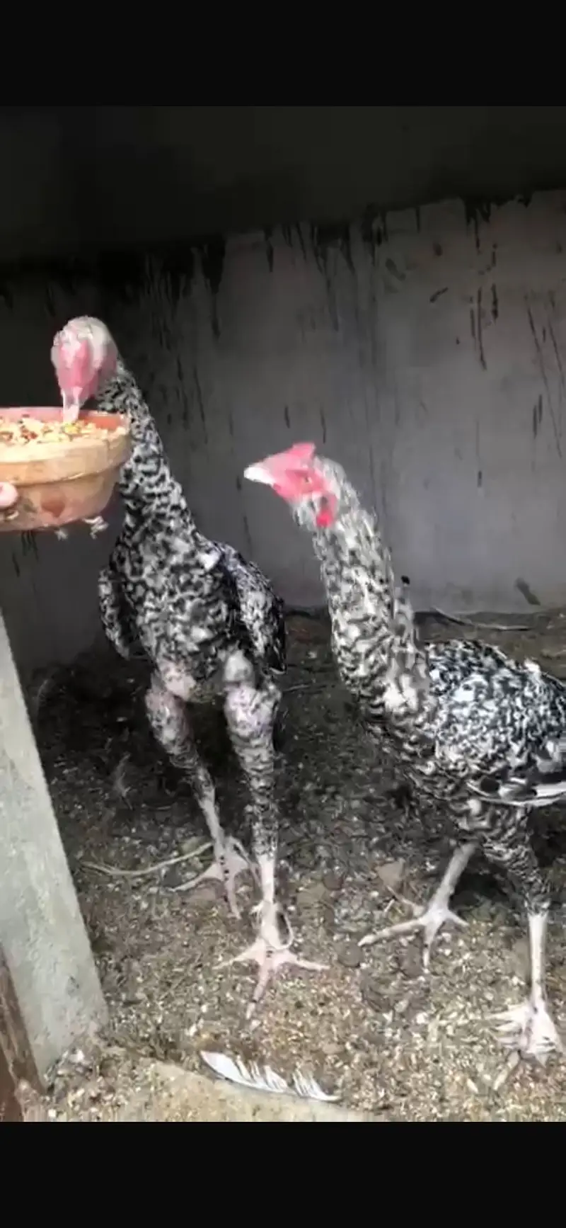 Coco Aseel male for sale — photo 2