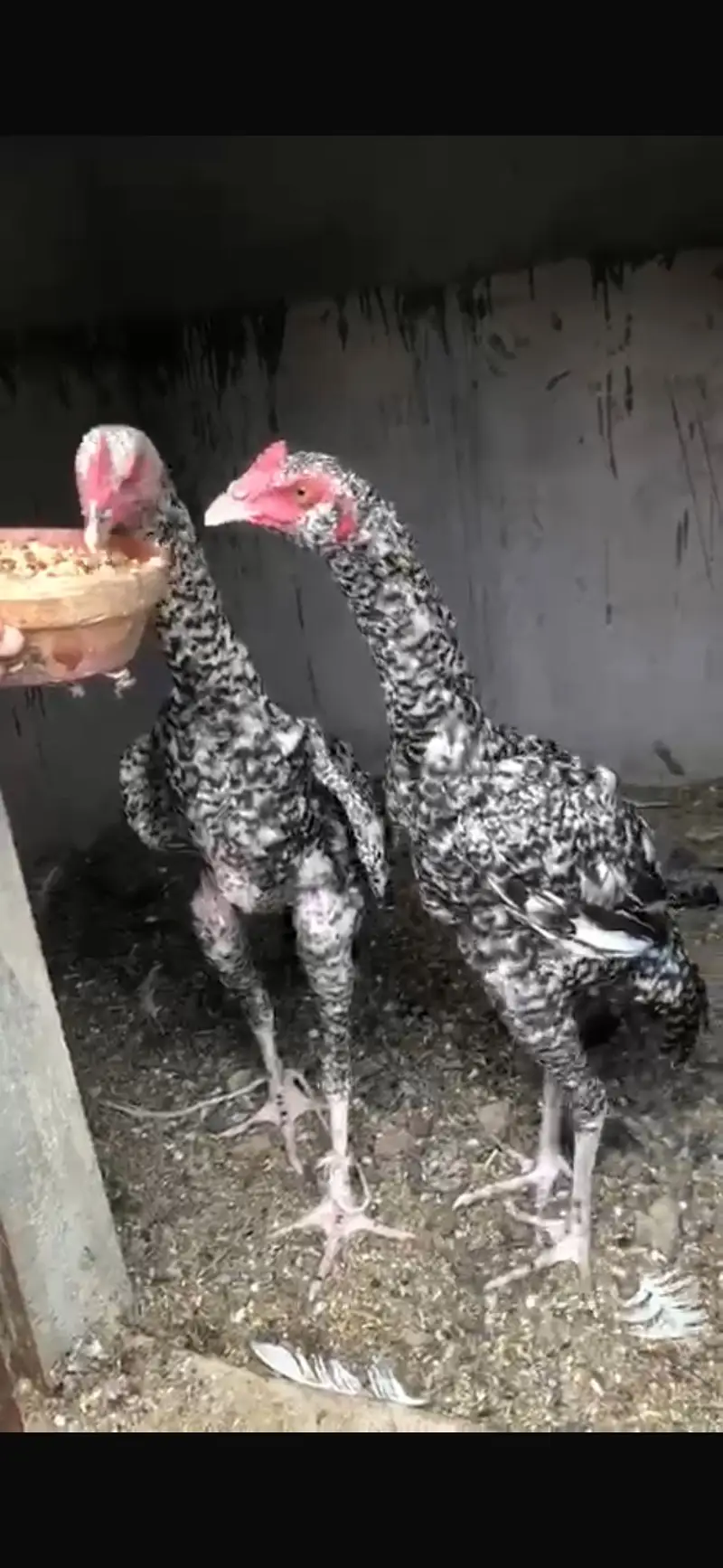 Coco Aseel male for sale — photo 3