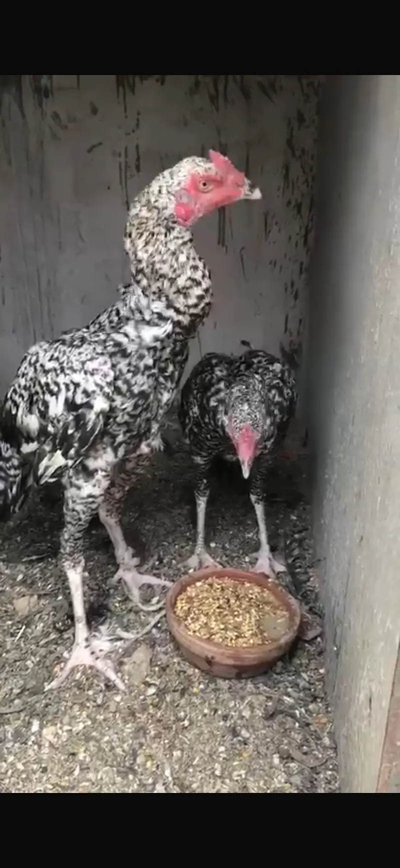 Coco Aseel male for sale — photo 4