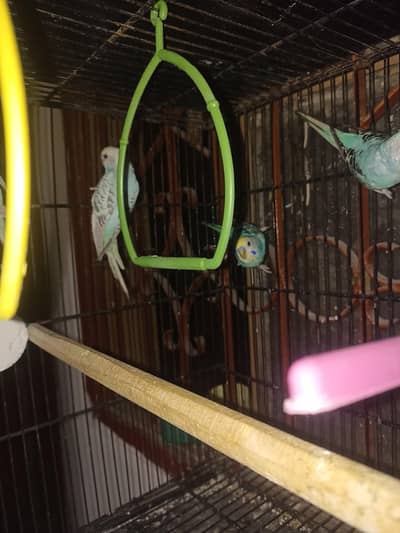 BUDGIES PAIRS FOR SELL ALSO AVAILABLE FOR EXCHANGE