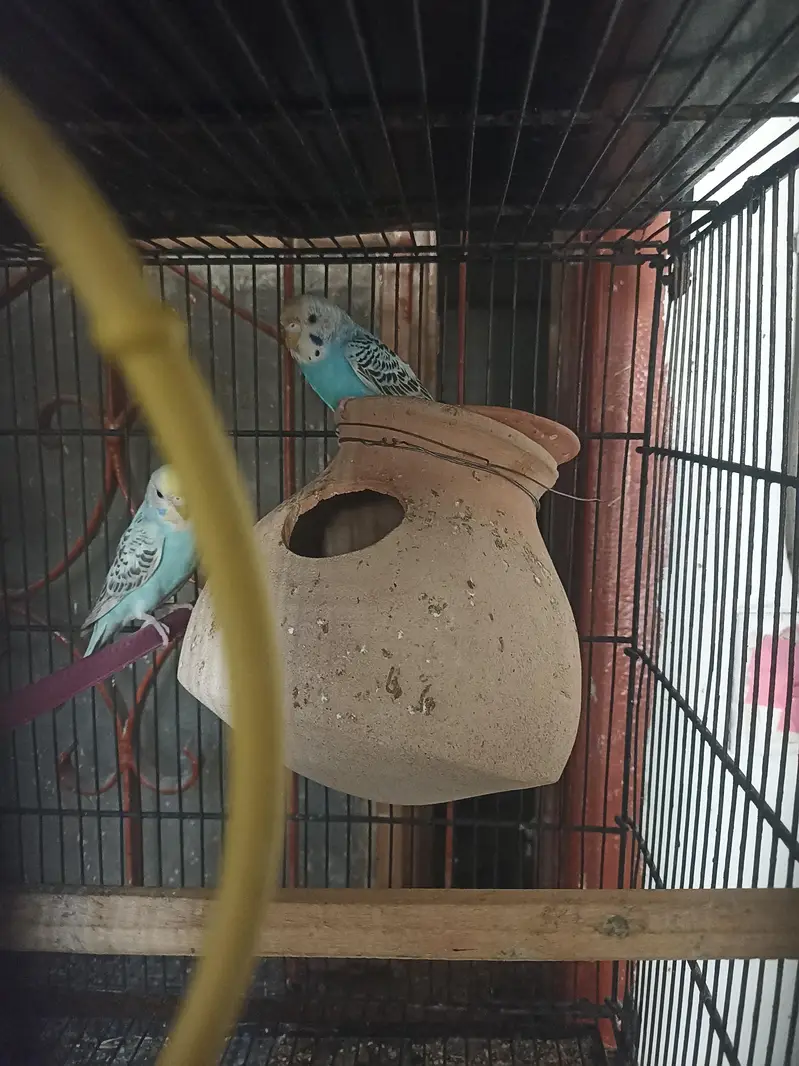 BUDGIES PAIRS FOR SELL ALSO AVAILABLE FOR EXCHANGE — photo 2