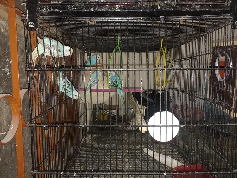 BUDGIES PAIRS FOR SELL ALSO AVAILABLE FOR EXCHANGE — photo 3